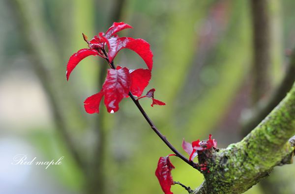 DSC_0592_����.jpg