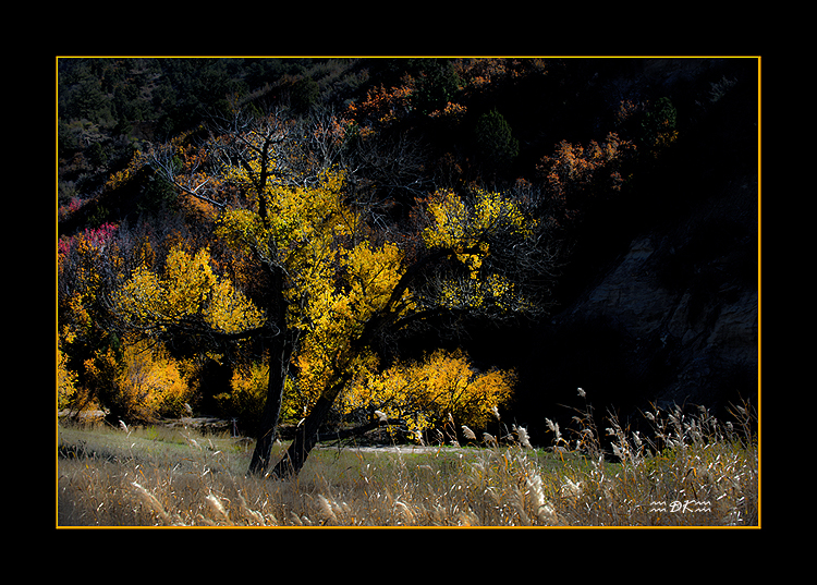 DSC_4316C1.jpg