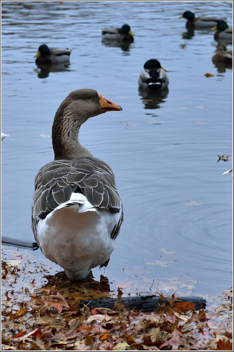 DSC_5850_1.jpg