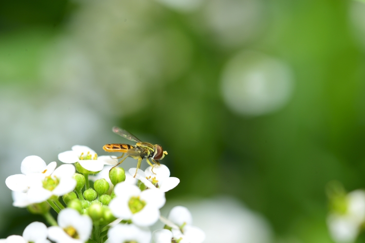 _DSC6812_01.JPG