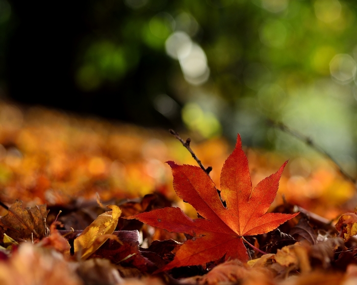 _DSC7091_02.JPG