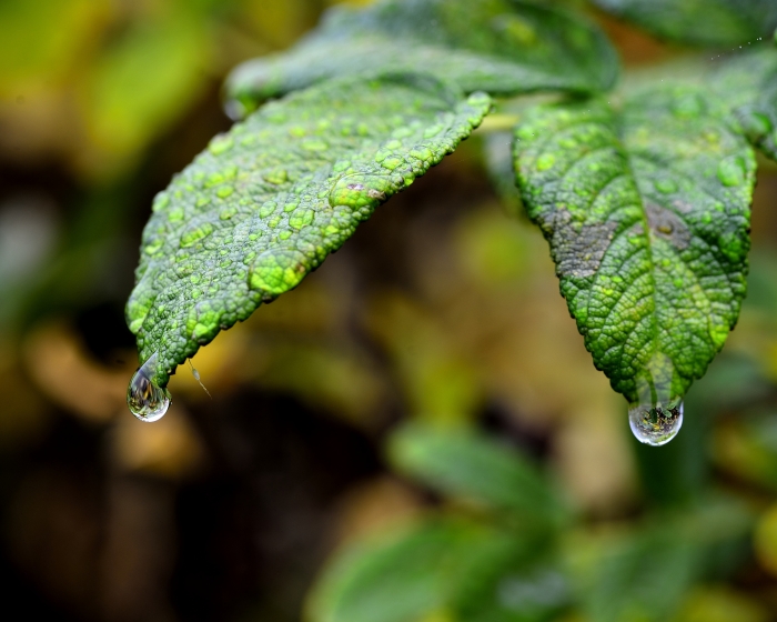 _DSC7277_01.JPG
