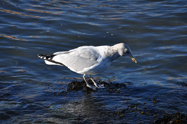 DSC_0421_����.jpg