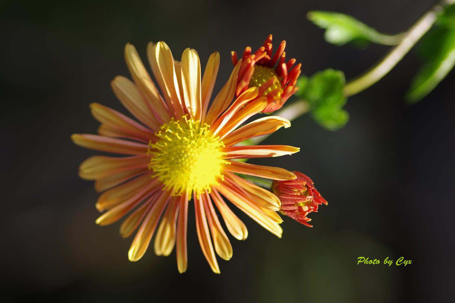 Flower2012.jpg
