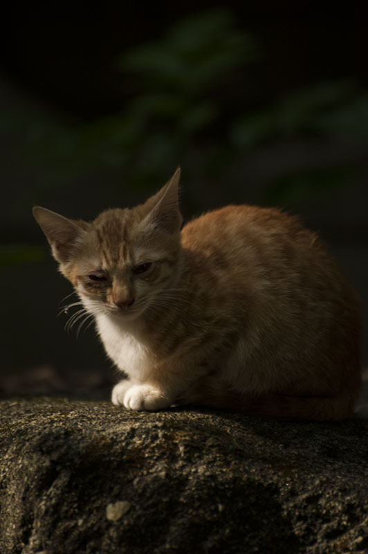 DSC_0662.jpg