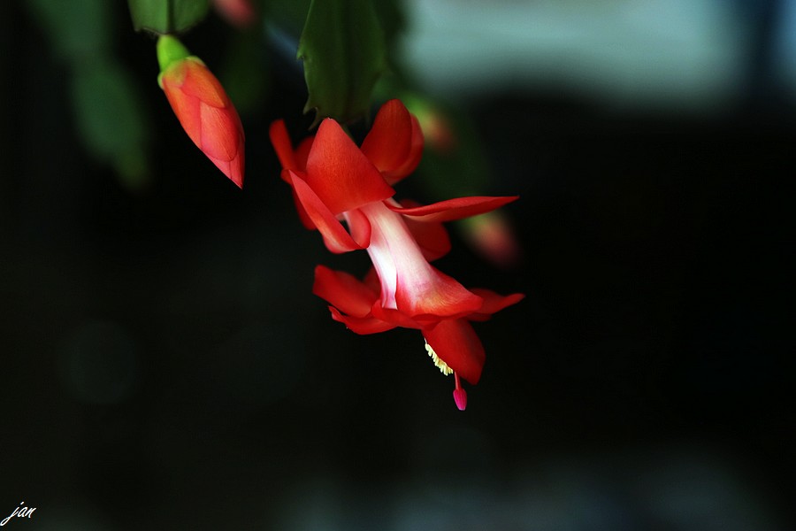 IMG_5618..jpg