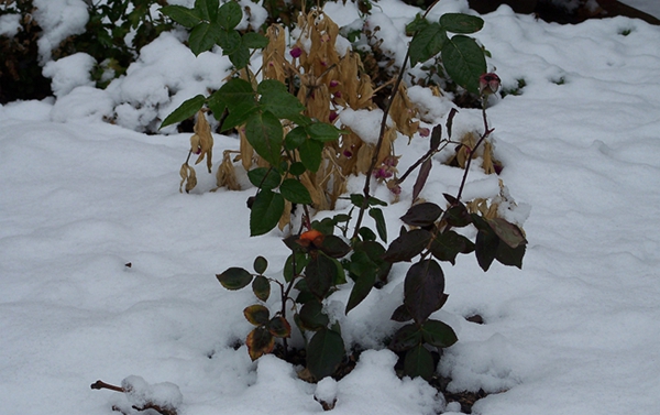 100_6594.jpg