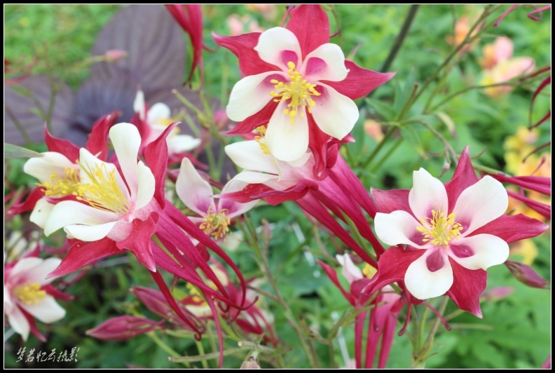 20130708 060_conew2.jpg