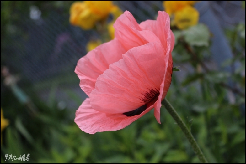 1Ƭ 085_conew2.jpg