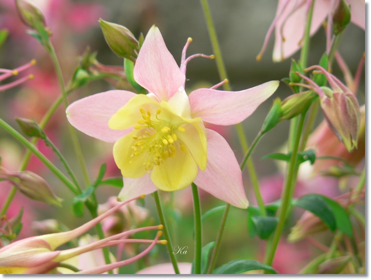 flowers 21-11-13 380.jpg