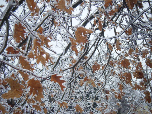 ʹY 256.JPG