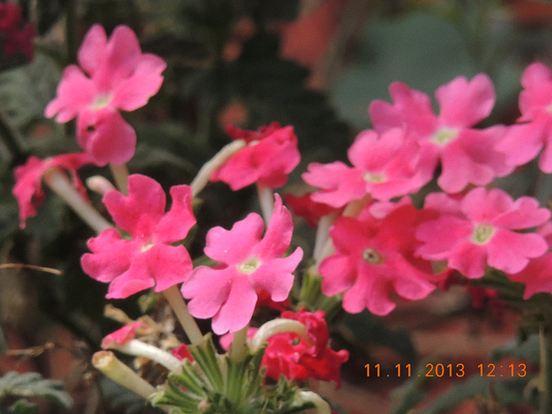 flower #2 153_.jpg
