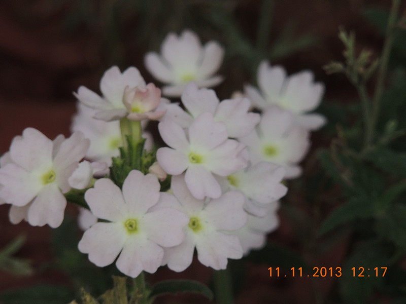 flower #2 175_.jpg