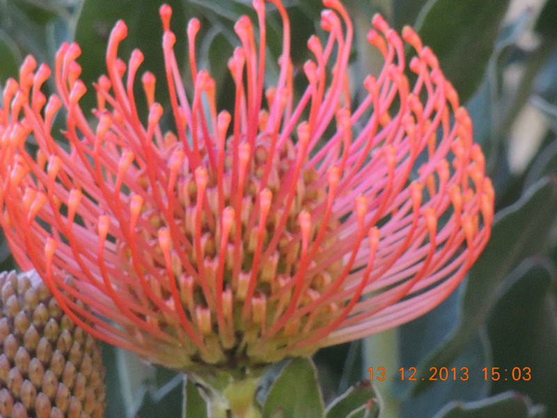 flower #2 411_.jpg