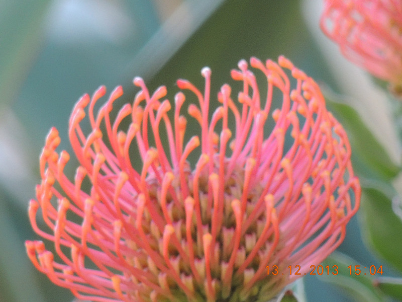 flower #2 417_.jpg