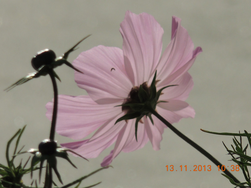 flower #2 252_.jpg