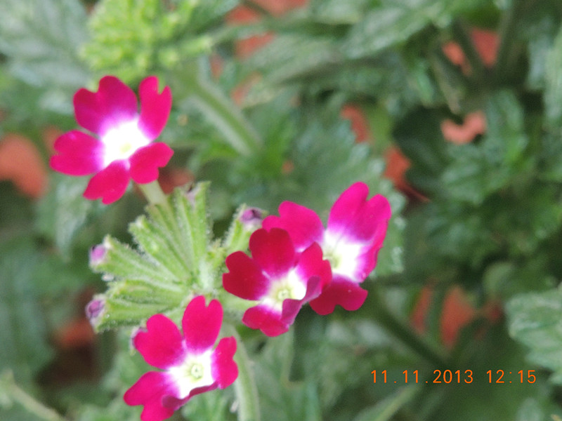 flower #2 161_.jpg