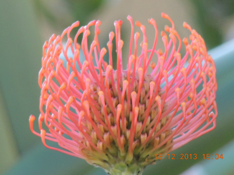 flower #2 421_.jpg