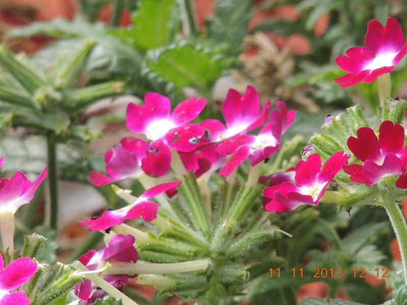 flower #2 152_.jpg