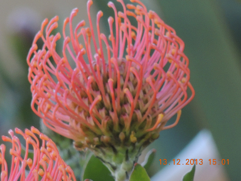 flower #2 397_.jpg