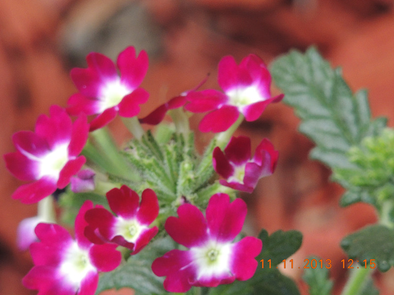 flower #2 160_.jpg
