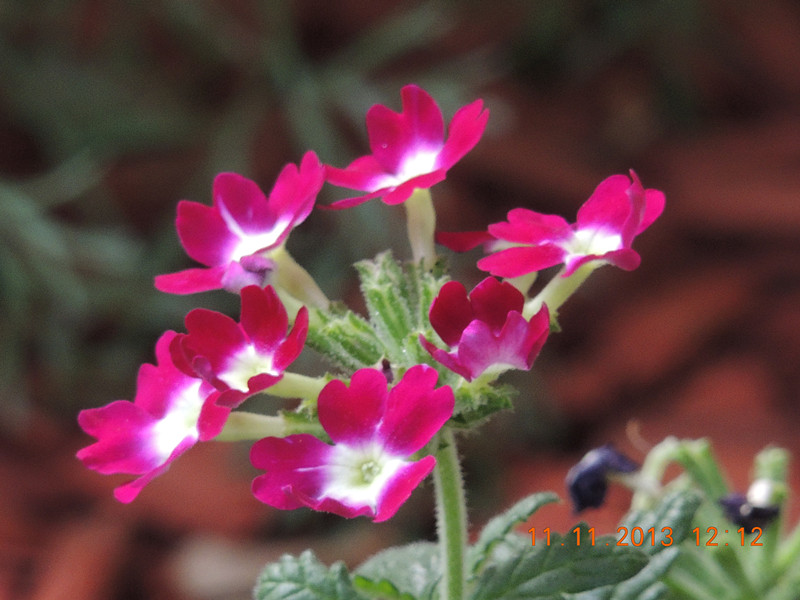 flower #2 151_.jpg