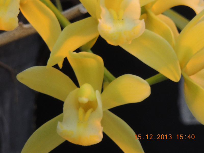flower #2 476_.jpg