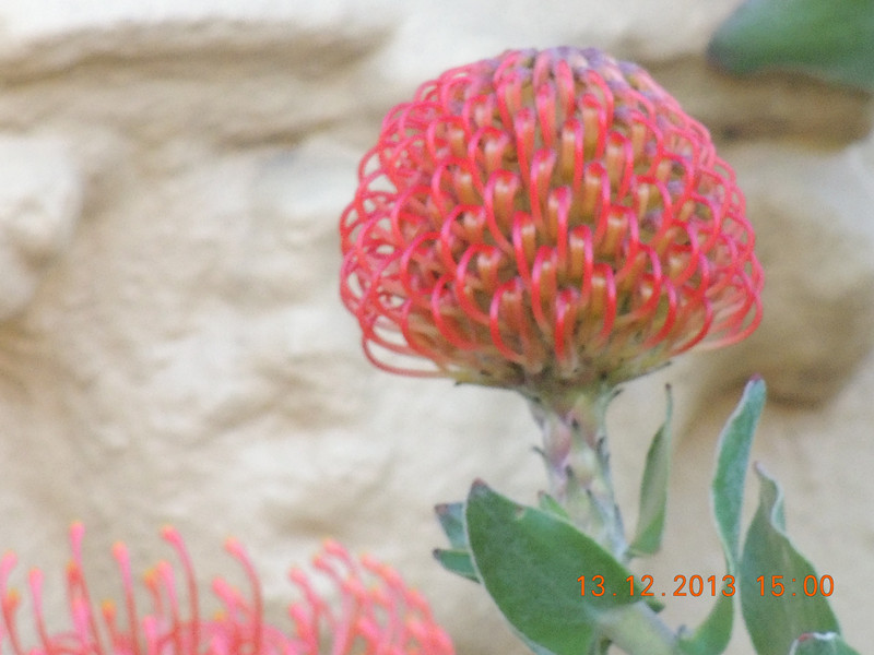 flower #2 391_.jpg