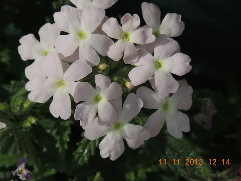 flower #2 159_.jpg
