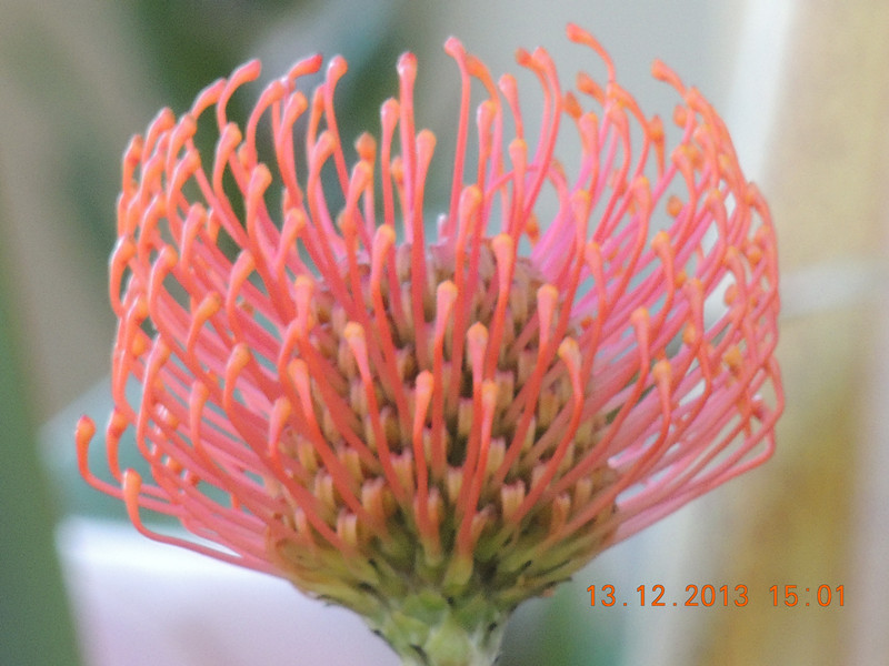 flower #2 400_.jpg