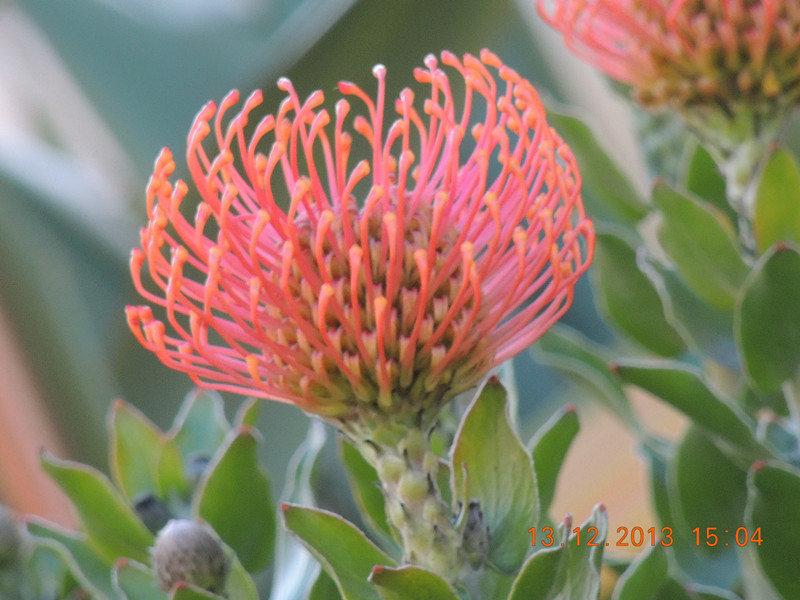 flower #2 418_.jpg
