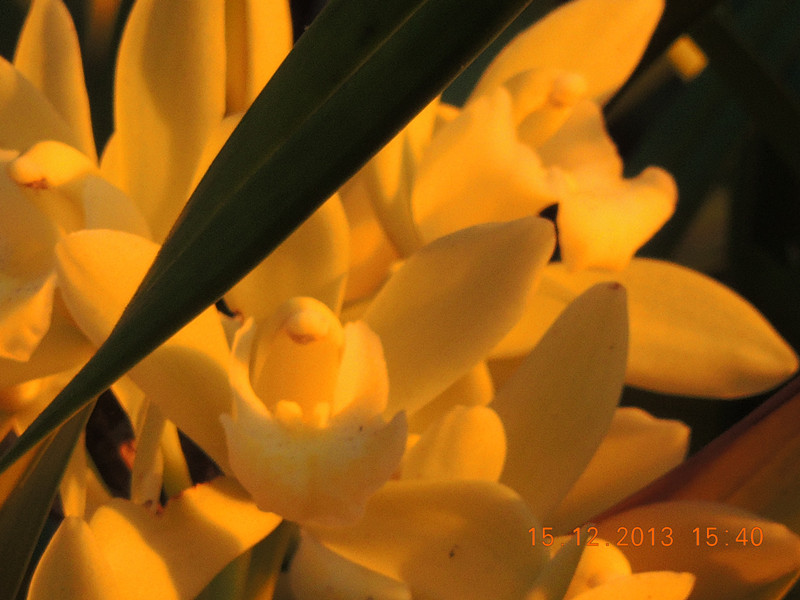 flower #2 472_.jpg