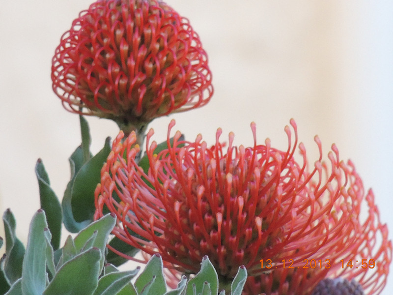 flower #2 386_.jpg