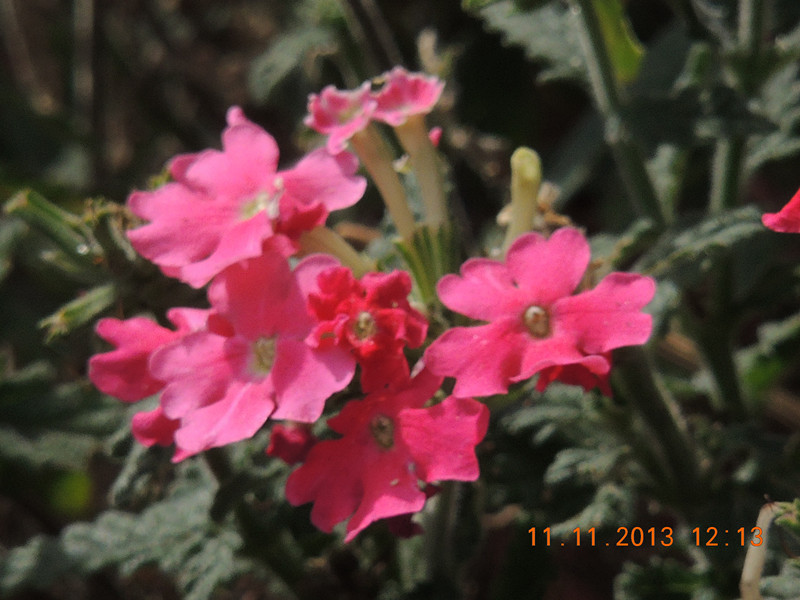 flower #2 154_.jpg