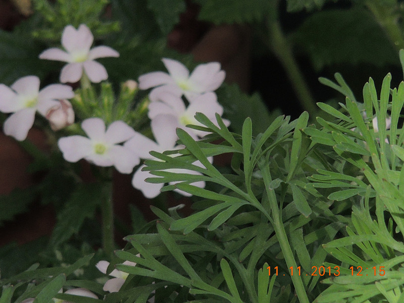flower #2 162_.jpg