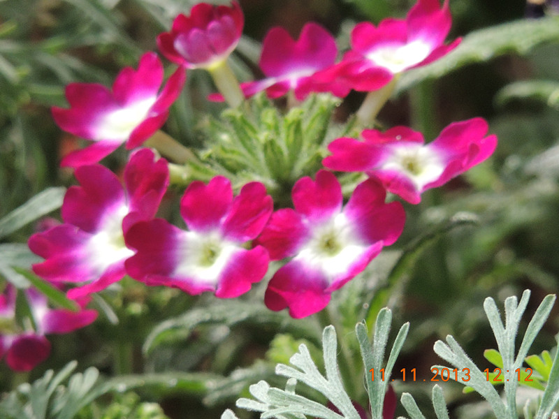 flower #2 150_.jpg