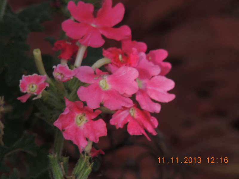 flower #2 170_.jpg