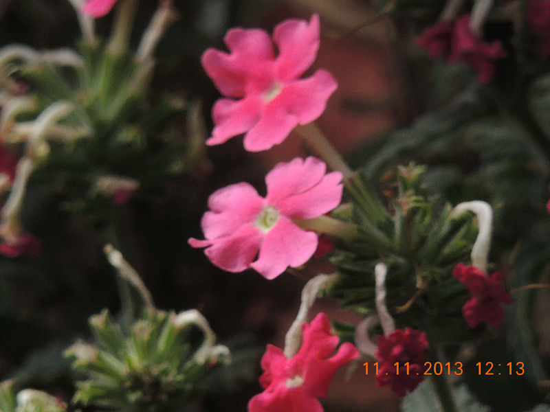flower #2 155_.jpg