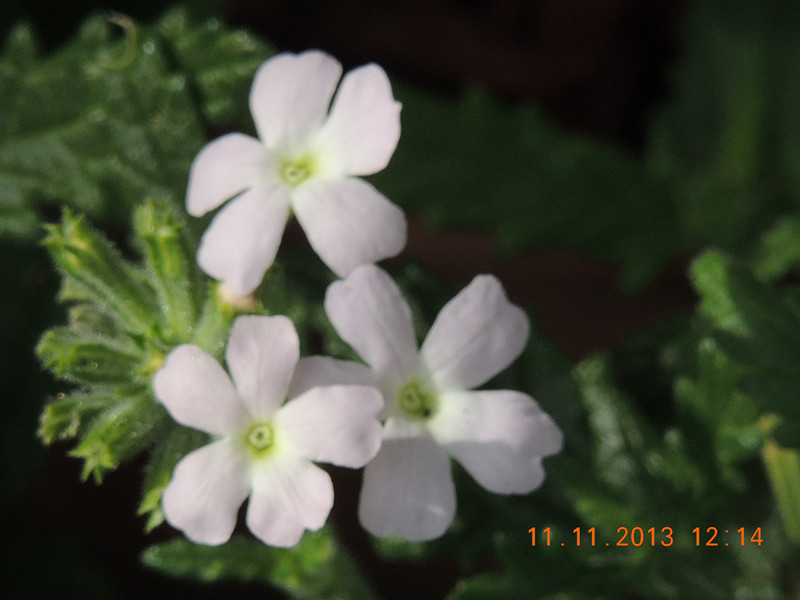 flower #2 158_.jpg