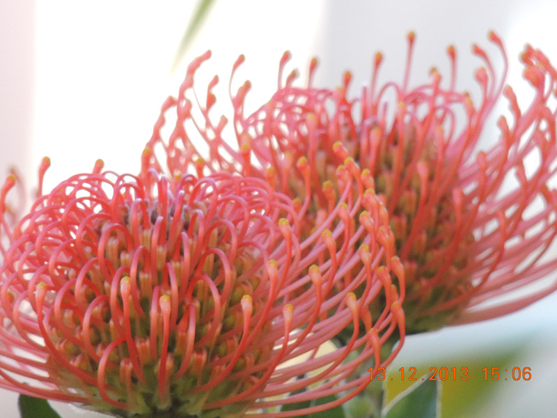 flower #2 430_.jpg