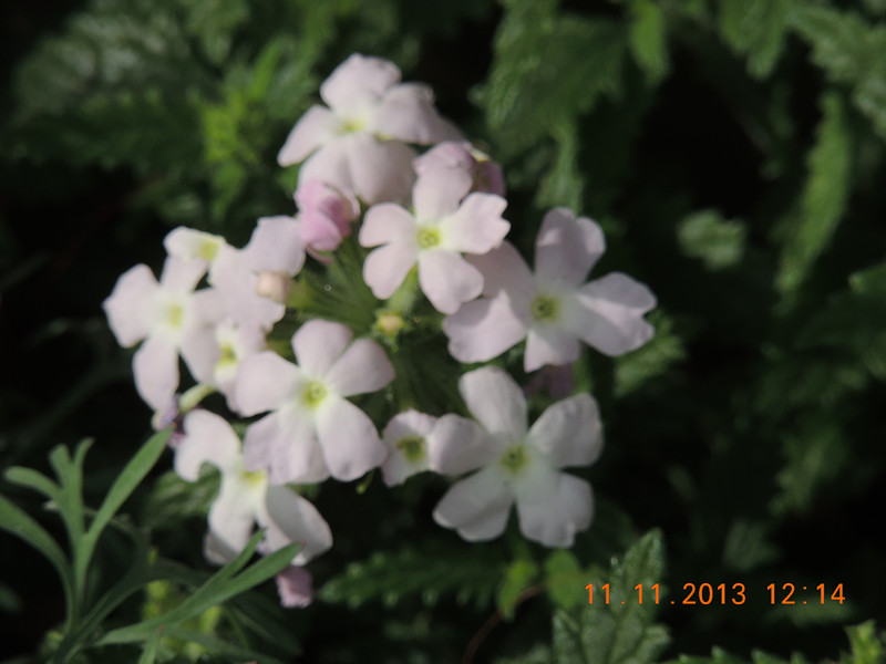 flower #2 157_.jpg