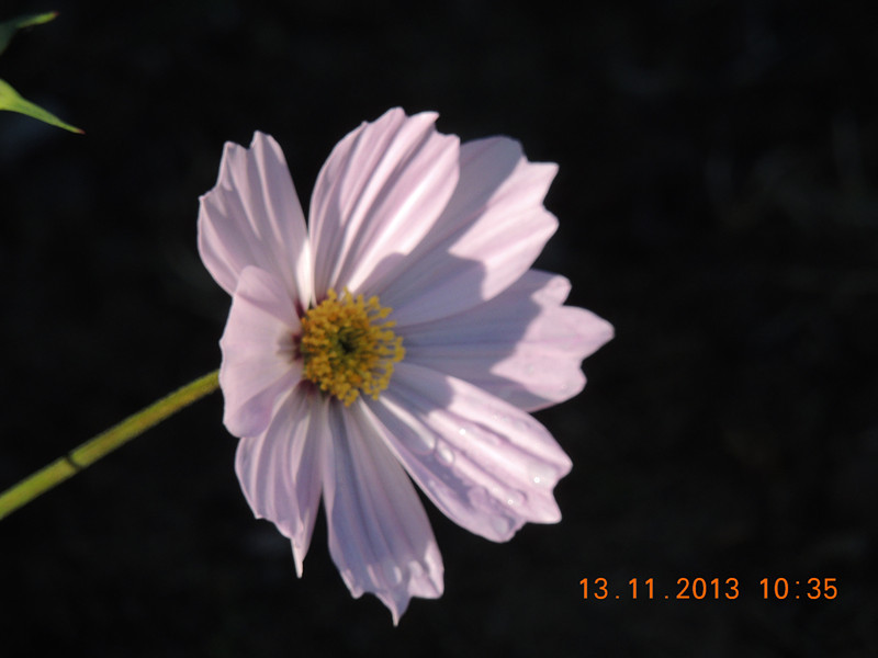 flower #2 243_.jpg