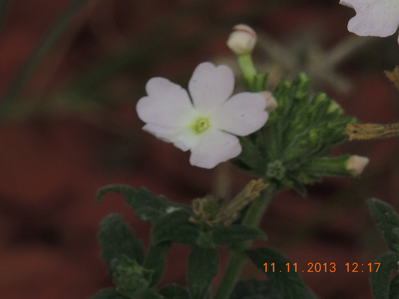 flower #2 172_.jpg