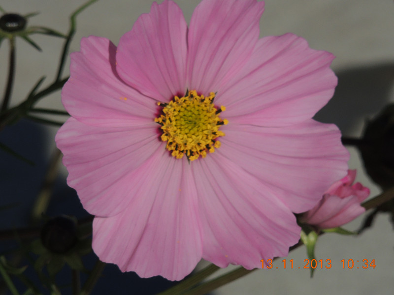 flower #2 240_.jpg