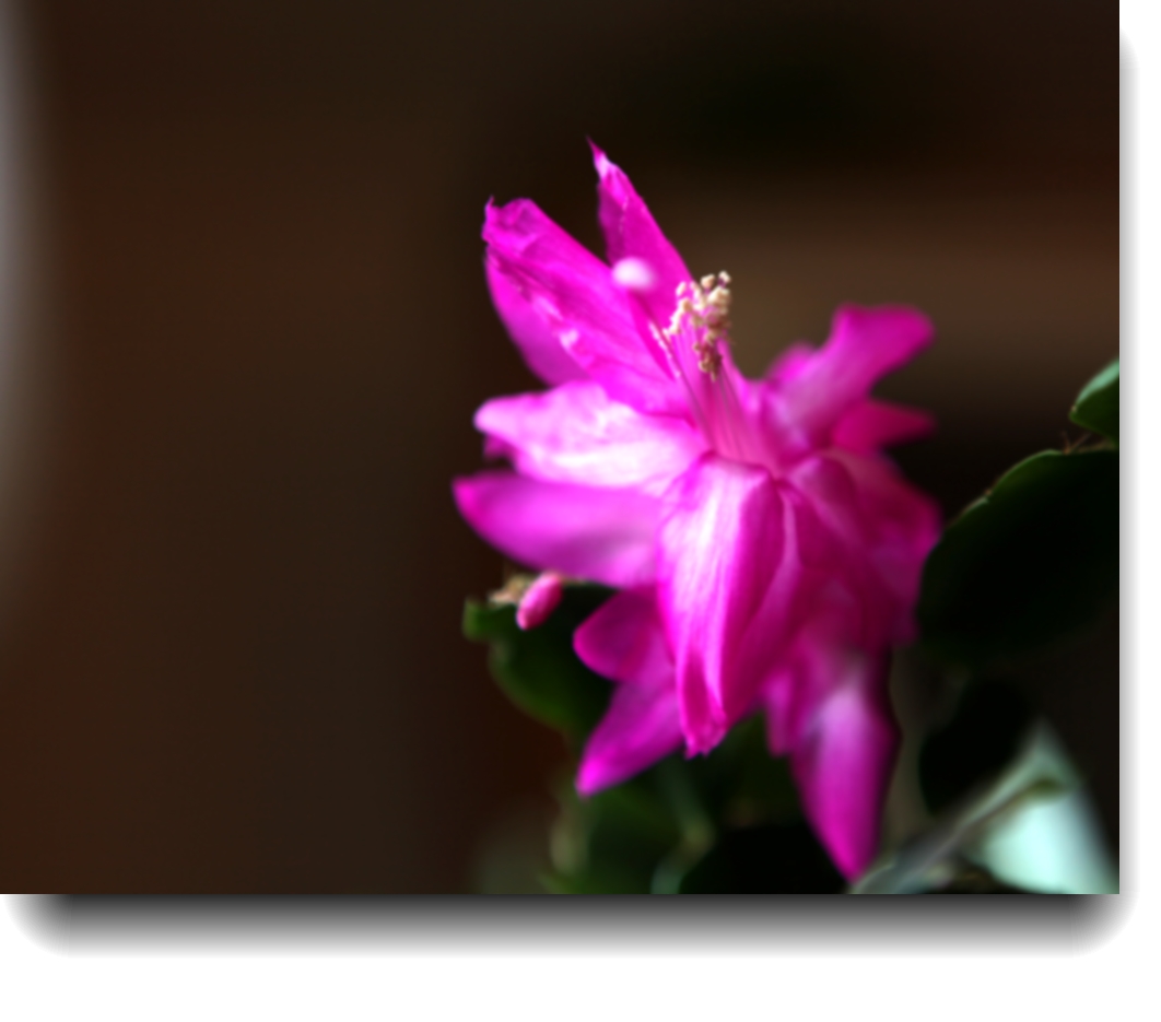 IMG_0636a.jpg