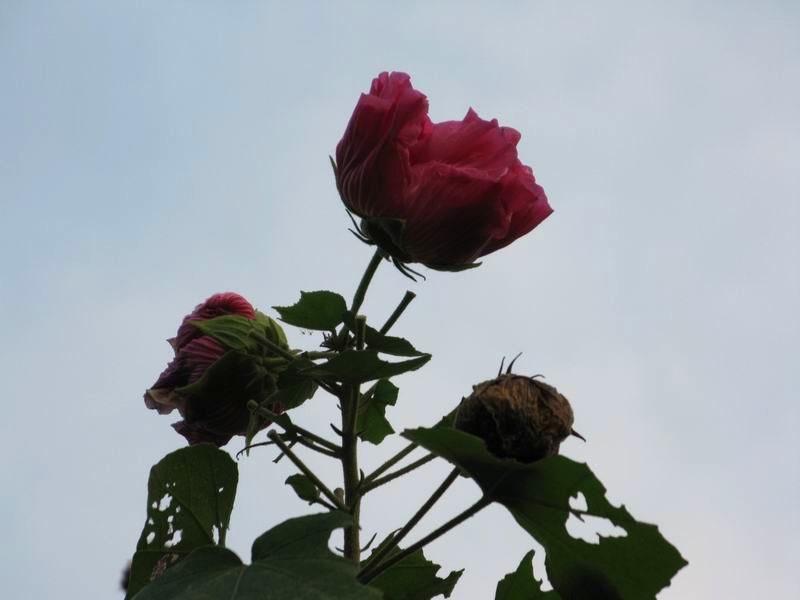 IMG_0720.JPG