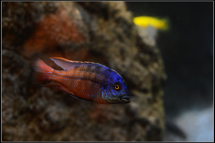 DSC_8533.JPG