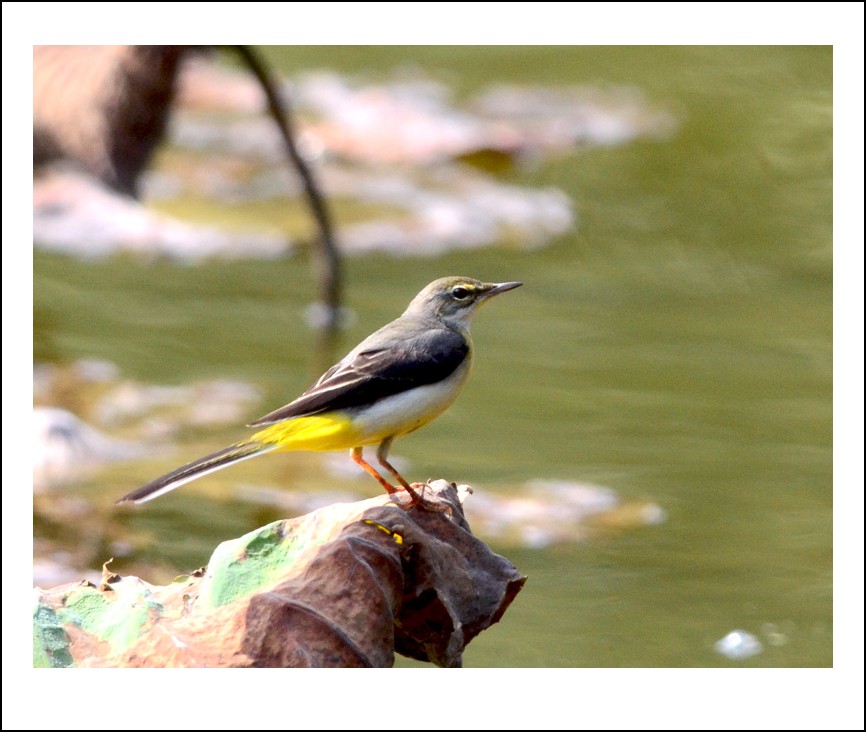 DSC_3300_conew1.jpg