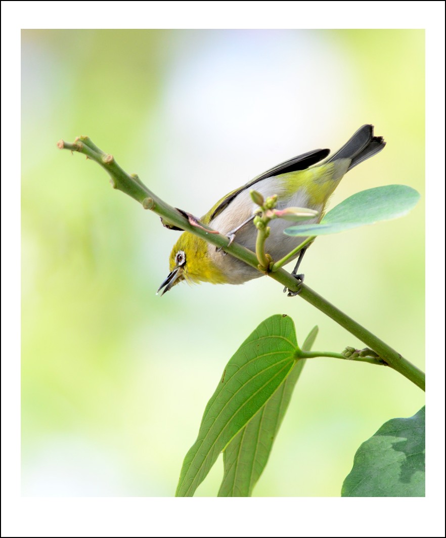 DSC_3450_conew1.jpg