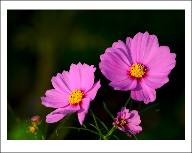 DSC_9653_conew1.jpg